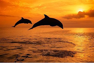 《铁血战士：狩猎场》将登陆PS5和Xbox Series X|S